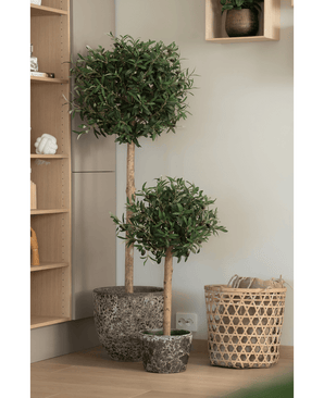 Twee Kunst olijfboom 150 cm UV potplanten met ronde, bladgroene bladeren staan op een houten vloer bij een gevlochten mand met een kussen. Op de achtergrond zijn houten planken met accessoires zichtbaar.