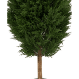 De Kunstplant Conifeer UV 180cm is een kunstgroene boom in pot met dicht donkergroen blad en een bruine stam, gepresenteerd in een eenvoudige zwarte pot tegen een witte achtergrond.