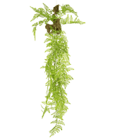 De Kunst hangplant Varen Mix Deluxe 100 cm heeft lichtgroene varenbladeren met lange, slepende stengels en kleine trosjes bruine wortels aan de basis, geïsoleerd afgebeeld op een witte achtergrond.