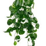 De Kunst Hangende goudrank 60 cm UV is een kunstmatige hangende pothosplant met hartvormige groene bladeren en gele boventonen, die naar beneden hangen tegen een effen witte achtergrond.