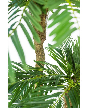 Kunstpalm Cycas Classic 165 cm