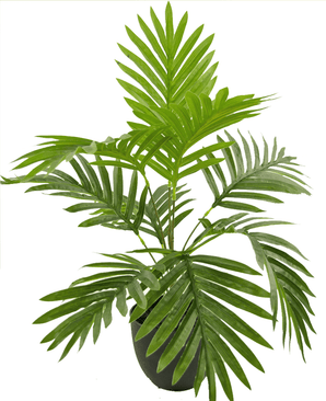 Kunstpalm Phoenix 50 cm in sierpot zwart