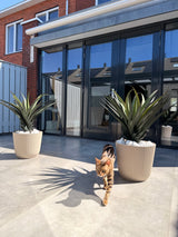 Kunstplant Agava Pandora 85 cm UV
