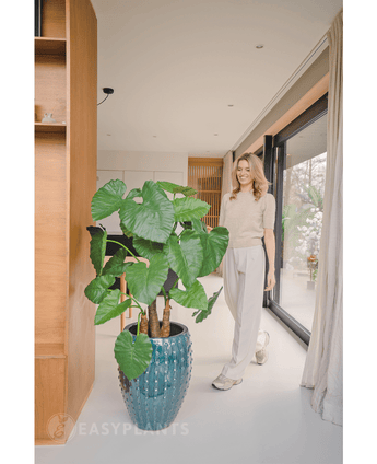 Kunstplant Alocasia 120 cm