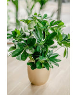 Kunstplant Baby Schefflera 45 cm