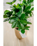 Kunstplant Baby Schefflera 45 cm