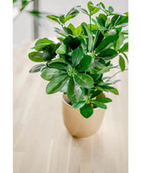 Kunstplant Baby Schefflera 45 cm