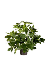 Kunstplant Baby Schefflera 45 cm