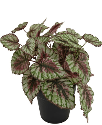 Kunstplant Begonia in pot 35cm