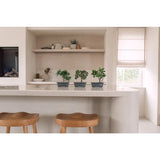Een moderne keuken met twee houten krukjes op een wit aanrecht. Op het aanrecht staan drie Kunstplant Bonsai Ficus potplanten van 20 cm. Op de achtergrond staan planken met decor en een raam met een beige zonwering.