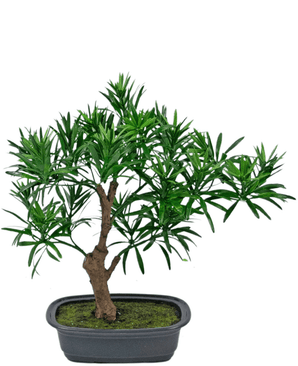 Kunstplant Bonsai Podocarpus 30 cm