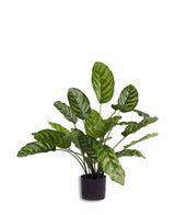 Kunstplant Calathea Makoyana 60 cm