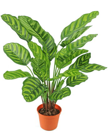 Kunstplant Calathea Makoyana 60 cm rood