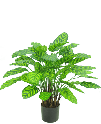 Kunstplant Calathea Makoyana 75 cm rood