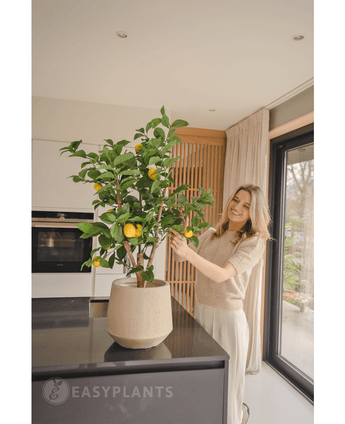 Kunstplant Citroenboom 90 cm