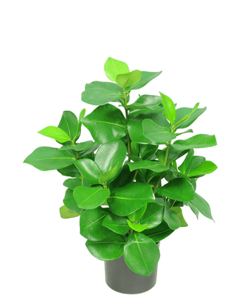 Kunstplant Clusia 45 cm