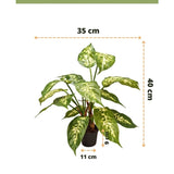 Kunstplant Dieffenbachia 40 cm: groene bladeren met witte patronen. Hoogte 40 cm, breedte 35 cm. Pot Ø11 cm, hoogte 9,5 cm. Perfect voor sierpotten. Easyplants Kunstplanten logo onderaan.