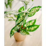 De Kunstplant Dieffenbachia 40 cm, met grote groene bladeren gespikkeld in geel en lichtgroen, staat in stijlvolle sierpotten op een licht houten oppervlak tegen een zacht vage achtergrond.