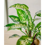 Een close-up van de Kunstplant Dieffenbachia 40 cm, met grote groene bladeren met lichtgele en witte variëteit in sierpotten, uitgestald op een licht oppervlak bij een raam.