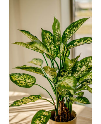 Kunstplant Dieffenbachia 75 cm