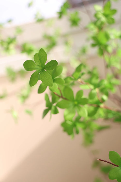 Een close-up van de Kunstplant Enkianthus 210 cm toont levendig groene, stervormige bladeren aan slanke takken, tegen een zachte, neutrale achtergrond, wat de frisse en gezonde uitstraling benadrukt.