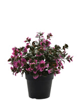 Kunstplant Eucalyptus paars in pot 22 cm UV