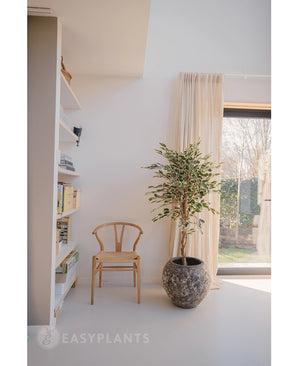 Kunstplant Ficus Bont 150 cm