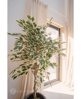 Kunstplant Ficus Bont 150 cm