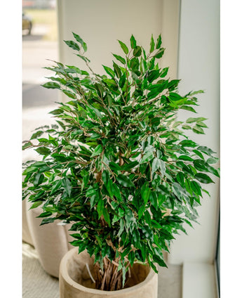 Kunstplant Ficus Liana 120 cm