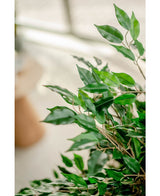 Kunstplant Ficus Liana 120 cm