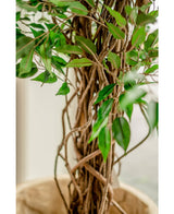 Kunstplant Ficus Liana 180 cm