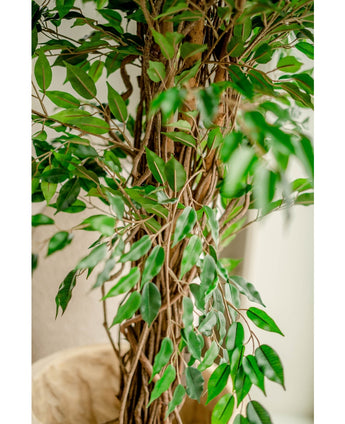 Kunstplant Ficus Liana 180 cm