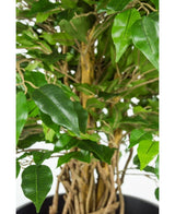 Kunstplant Ficus Liana 90 cm