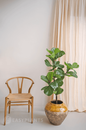 Kunstplant Ficus Tabaksplant Deluxe 125 cm