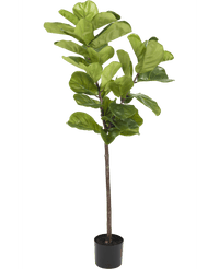 Kunstplant Ficus Tabaksplant Deluxe 155 cm