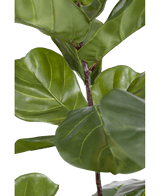 Kunstplant Ficus Tabaksplant Deluxe 215 cm