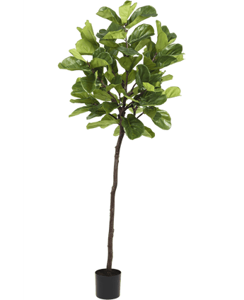 Kunstplant Ficus Tabaksplant Deluxe 215 cm