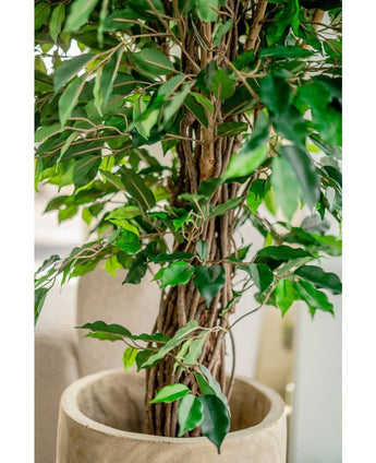 Kunstplant Ficus Tropisch Liana 150 cm