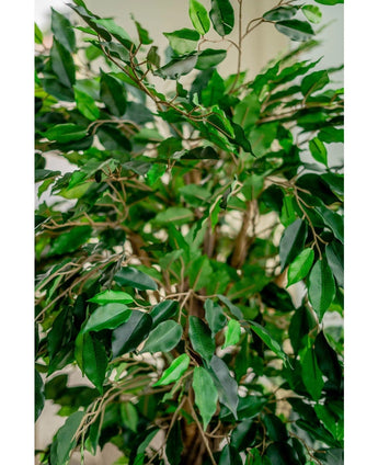 Kunstplant Ficus Tropisch Liana 150 cm