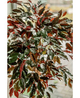 Kunstplant Ficus groen/rood 150 cm