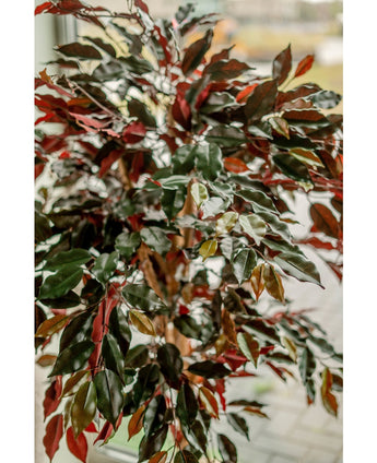 Kunstplant Ficus groen/rood 150 cm