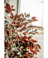 Kunstplant Ficus groen/rood 180 cm brandvertragend