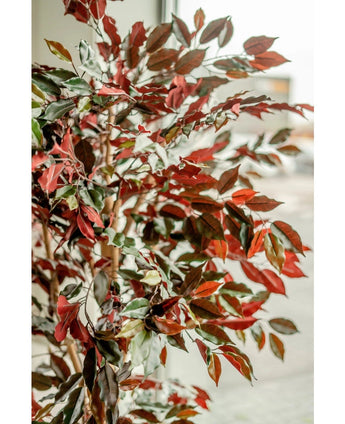 Kunstplant Ficus groen/rood 180 cm brandvertragend