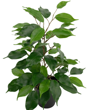 Kunstplant Ficus in Pot 40cm