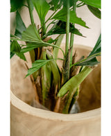 Kunstplant Fishtail Palm 160 cm