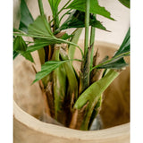 Close-up van Kunstplant Fishtail Palm 160 cm met groene stengels en bladeren in een lichte houten pot, zonlicht accentueert de texturen - ideaal om een elegante kunstpalmstijl in elke ruimte te brengen.
