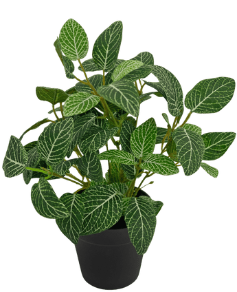 Kunstplant Fittonia Groen-wit in Pot 25cm