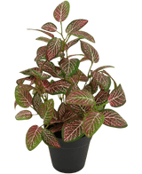 Kunstplant Fittonia Rood in Pot 25cm