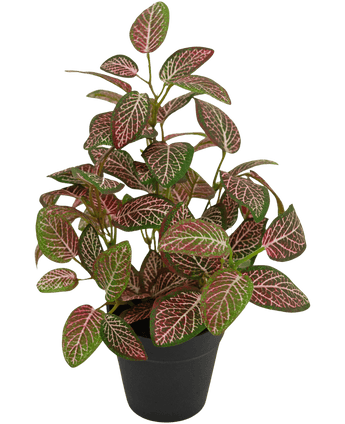 Kunstplant Fittonia Rood in Pot 25cm