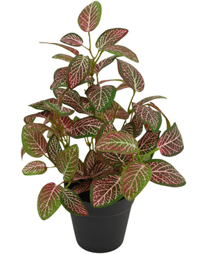 Kunstplant Fittonia Rood in Pot 25cm